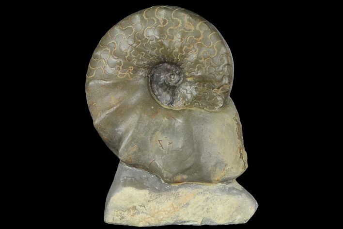 Triassic Ammonite (Ceratites) Fossil - Germany #94060